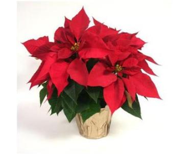 Potted Poinsettia - Small