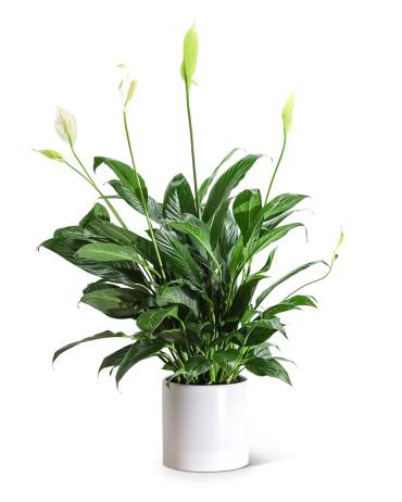 Peace Lily Plant