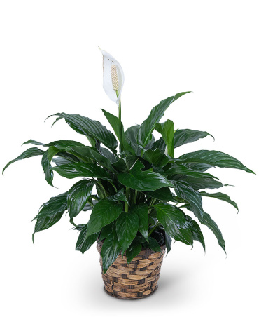 Peace Lily Plant