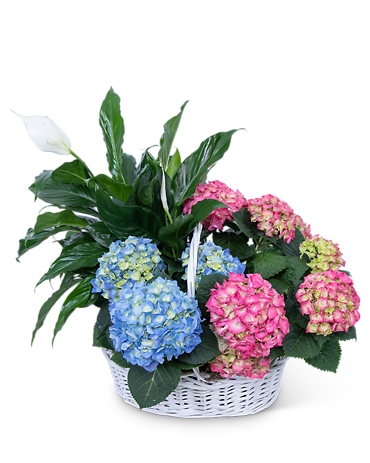 Bountiful Basket