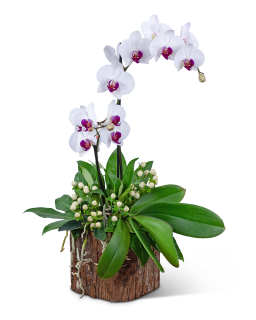 Majestic Phalaenopsis Orchid Plant