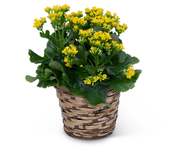Yellow Kalanchoe Plant