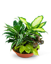 Tropics in Terracotta