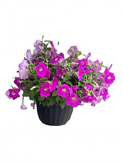 Small Hanging Basket