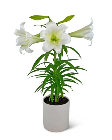 Easter Lily Plant