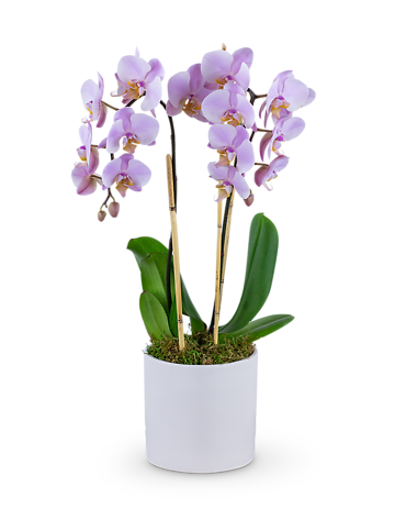 Phalaenopsis Orchid