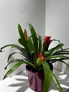 Small Bromeliad