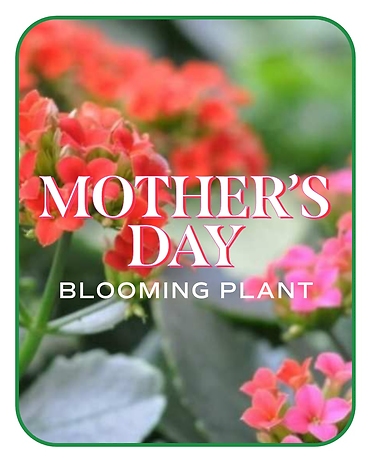 Mother\'s Day Blooming Plant