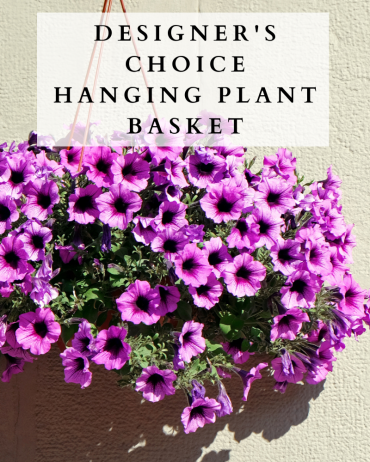 Designer\'s Choice Hanging Plant Basket
