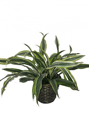 Dracaena Lemon Lime Plant