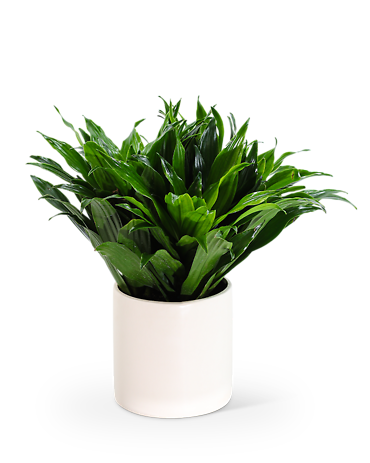 Dracaena Compacta