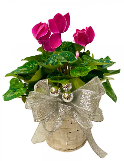 Cyclamen with Silver Bow