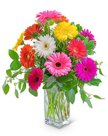 One Dozen Dashing Gerbera