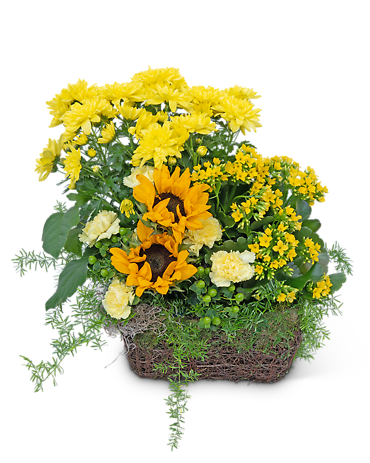 Pocketful of Sunshine