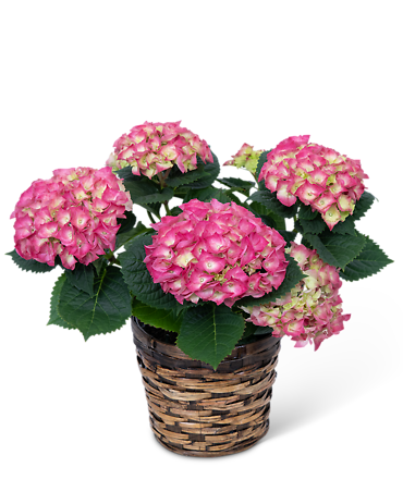 Pink Hydrangea Plant