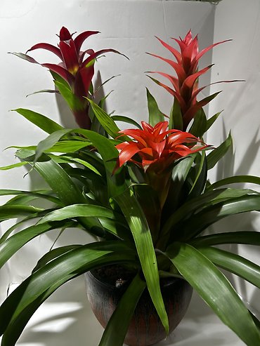 Large Bromiliad