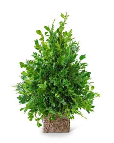 Boxwood Simplicity Tree