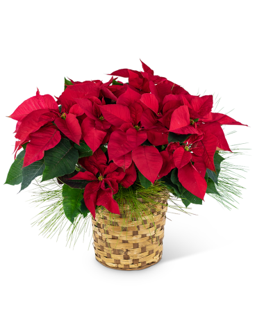 8 \" Red Poinsettia Basket