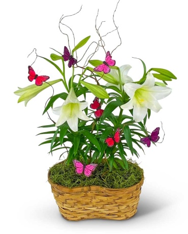 Easter Lilies in Spring Basket