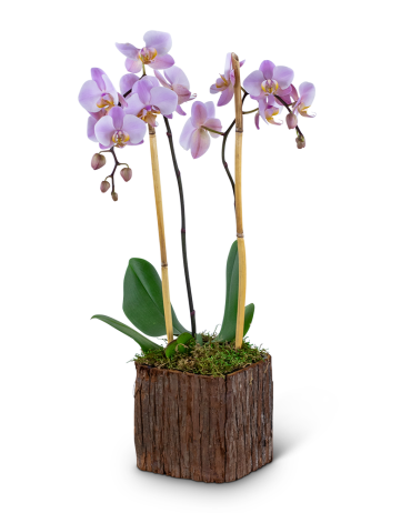 Stately Phalaenopsis Orchid Plant