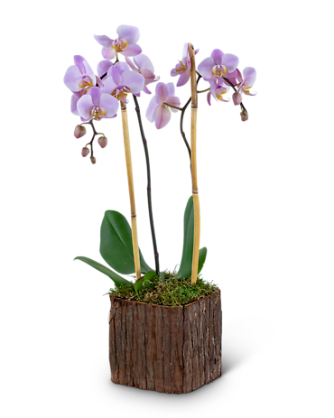 Stately Phalaenopsis Orchid Plant