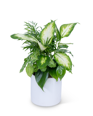 Mixed Planter