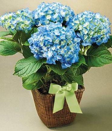 Potted Hydrangea