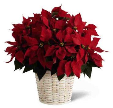 Potted Poinsettia - Large