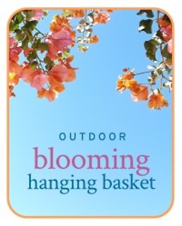 Two Outdoor Hanging Basket Plants