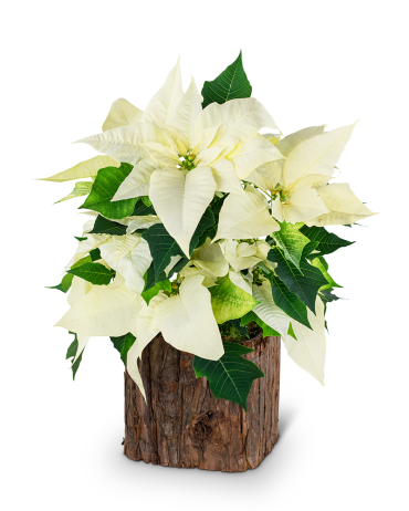 Natural White Poinsettia Plant