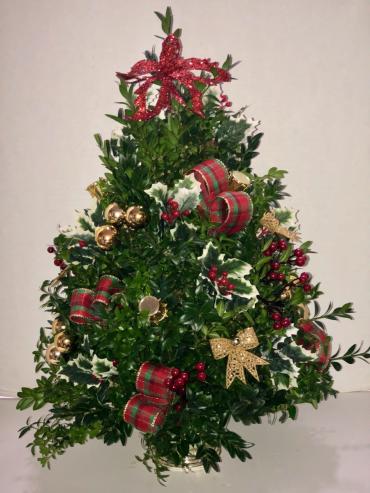 Boxwood Tree