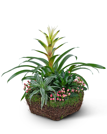 Bromeliad Comfort Planter