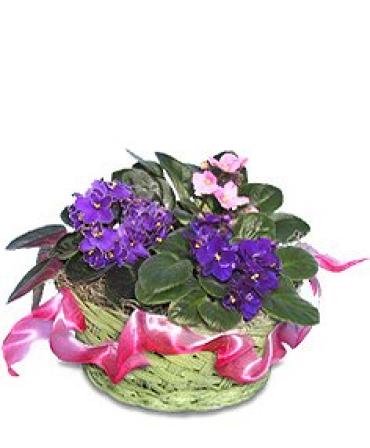 African Violets