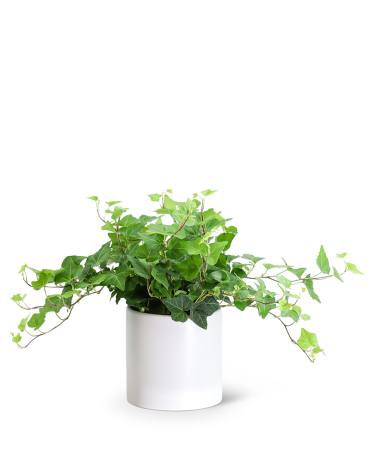 English Ivy Plant