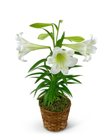 Easter Lily Plant in Basket